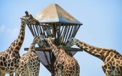 Six Flags opens its first luxury hotel, which features daily giraffe feedings at safari-themed park